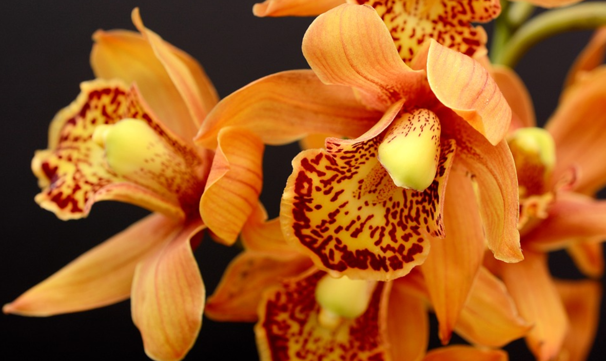 oranžová orchidej