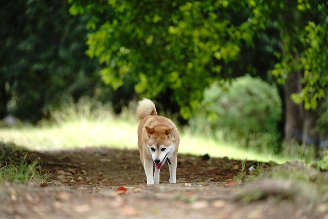 Akita inu se mi líbí.